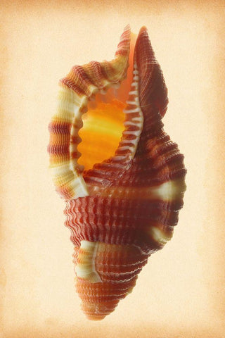 Cymatium Bibbeyi Black Ornate Wood Framed Art Print with Double Matting by Reynolds, Richard