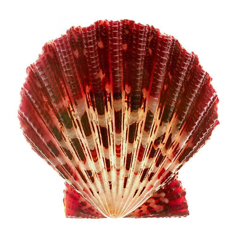 Scallop 2 Black Modern Wood Framed Art Print by Reynolds, Richard