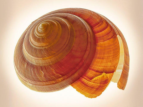 Bayerotrochus Teramachii Black Ornate Wood Framed Art Print with Double Matting by Reynolds, Richard