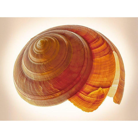 Bayerotrochus Teramachii White Modern Wood Framed Art Print by Reynolds, Richard