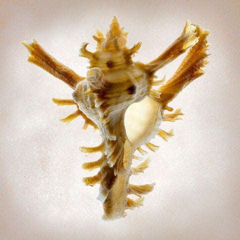 Banks Murex White Modern Wood Framed Art Print by Reynolds, Richard