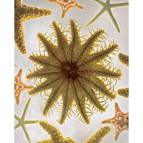 Starfish Medley Black Modern Wood Framed Art Print with Double Matting by Reynolds, Richard