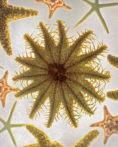 Starfish Medley White Modern Wood Framed Art Print with Double Matting by Reynolds, Richard