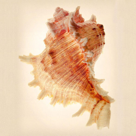 Murex Black Modern Wood Framed Art Print with Double Matting by Reynolds, Richard