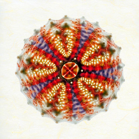 Image Only