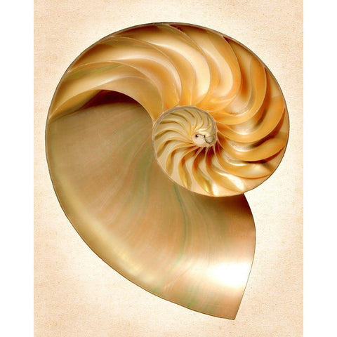 Nautilus Section Gold Ornate Wood Framed Art Print with Double Matting by Reynolds, Richard
