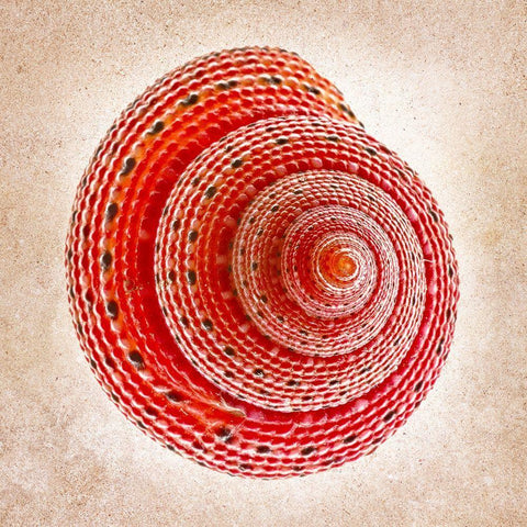 Clanculus Puniceus Black Ornate Wood Framed Art Print with Double Matting by Reynolds, Richard