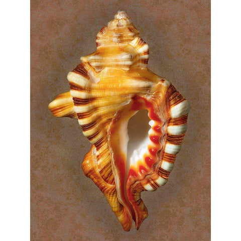 Perrys Triton White Modern Wood Framed Art Print by Reynolds, Richard