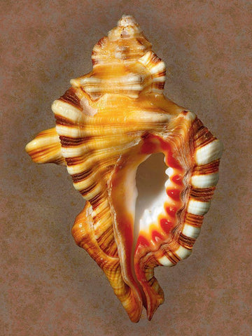 Perrys Triton White Modern Wood Framed Art Print with Double Matting by Reynolds, Richard