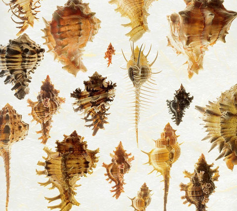 Murex Assemblage 2 White Modern Wood Framed Art Print with Double Matting by Reynolds, Richard