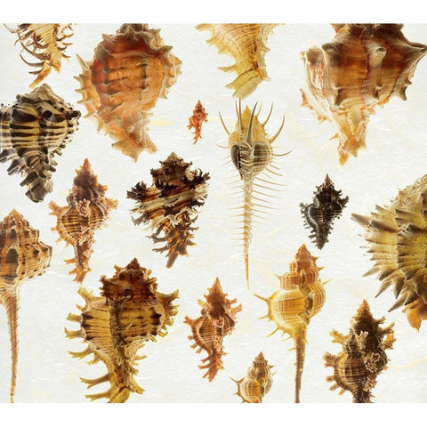 Murex Assemblage 2 Black Modern Wood Framed Art Print by Reynolds, Richard