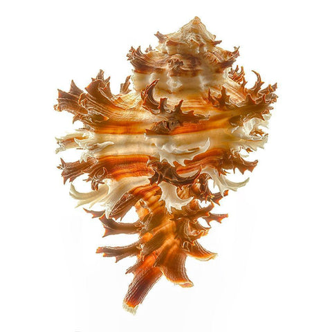 Hexaplex Cichoreum Black Modern Wood Framed Art Print by Reynolds, Richard