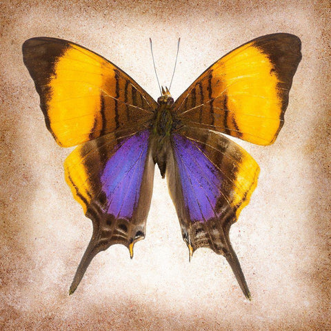 Pansy Daggerwing Black Modern Wood Framed Art Print with Double Matting by Reynolds, Richard