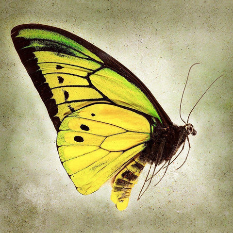 Goliath Birdwing White Modern Wood Framed Art Print with Double Matting by Reynolds, Richard