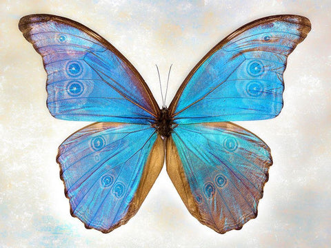 GodartS Morpho Black Ornate Wood Framed Art Print with Double Matting by Reynolds, Richard