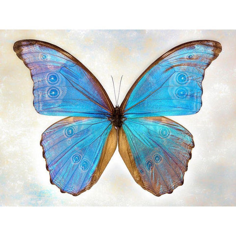 GodartS Morpho Black Modern Wood Framed Art Print by Reynolds, Richard