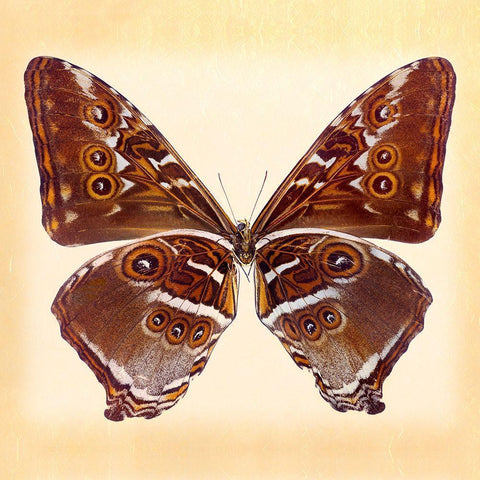 Deidamus Morpho Underside Black Modern Wood Framed Art Print by Reynolds, Richard