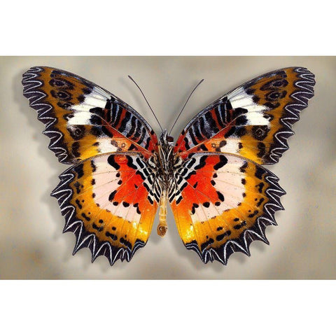 Malay Lacewing Gold Ornate Wood Framed Art Print with Double Matting by Reynolds, Richard