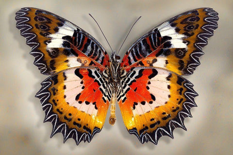 Malay Lacewing White Modern Wood Framed Art Print with Double Matting by Reynolds, Richard
