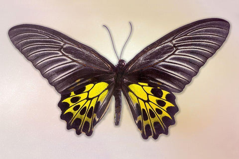 Golden Birdwing White Modern Wood Framed Art Print with Double Matting by Reynolds, Richard