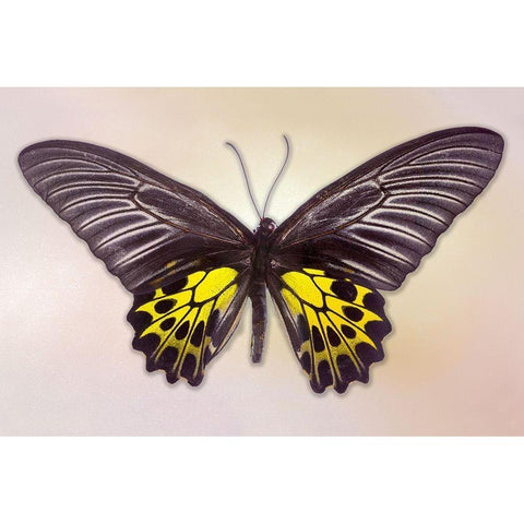 Golden Birdwing Black Modern Wood Framed Art Print by Reynolds, Richard