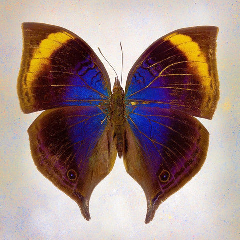 Indian-Leaf Butterfly Black Modern Wood Framed Art Print by Reynolds, Richard