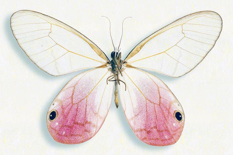 Pink Glasswing Black Ornate Wood Framed Art Print with Double Matting by Reynolds, Richard