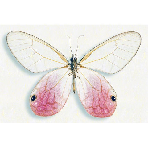 Pink Glasswing White Modern Wood Framed Art Print by Reynolds, Richard