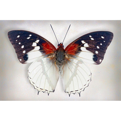Hadrians White Charaxes White Modern Wood Framed Art Print by Reynolds, Richard