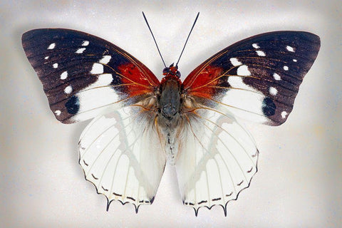 Hadrians White Charaxes White Modern Wood Framed Art Print with Double Matting by Reynolds, Richard