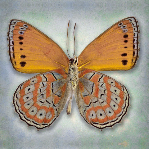 Harlequin Butterfly White Modern Wood Framed Art Print by Reynolds, Richard