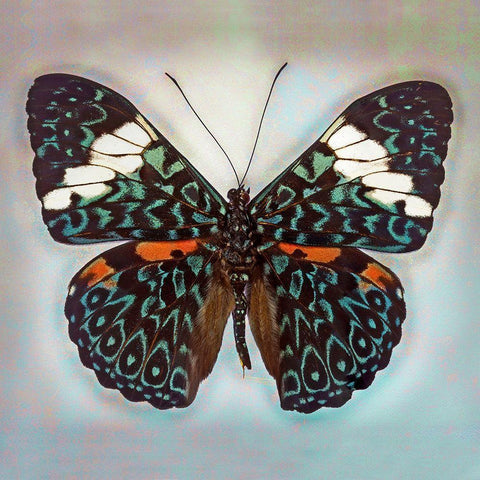Cracker Butterfly White Modern Wood Framed Art Print by Reynolds, Richard