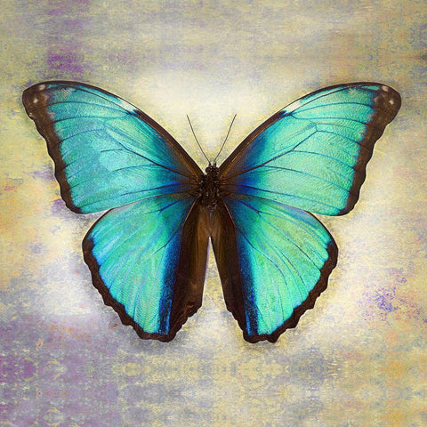Deidamia Morpho 2 White Modern Wood Framed Art Print with Double Matting by Reynolds, Richard