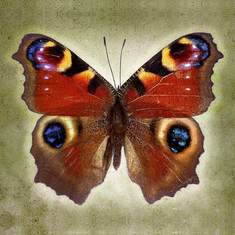 Peacock Butterfly Black Modern Wood Framed Art Print with Double Matting by Reynolds, Richard