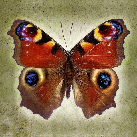 Peacock Butterfly Black Ornate Wood Framed Art Print with Double Matting by Reynolds, Richard