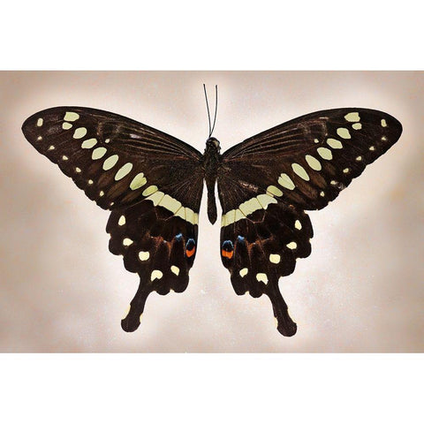Papilio Lormieri White Modern Wood Framed Art Print by Reynolds, Richard