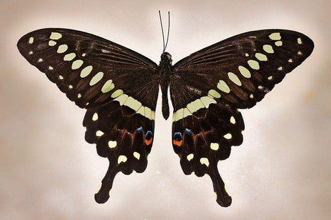 Papilio Lormieri Black Ornate Wood Framed Art Print with Double Matting by Reynolds, Richard