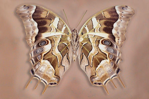 Charaxes Analava - Underside Black Ornate Wood Framed Art Print with Double Matting by Reynolds, Richard