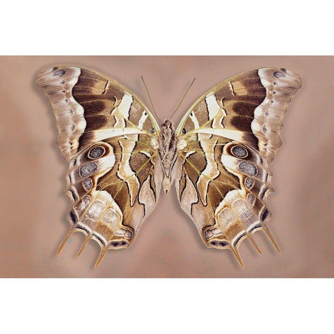 Charaxes Analava - Underside White Modern Wood Framed Art Print by Reynolds, Richard