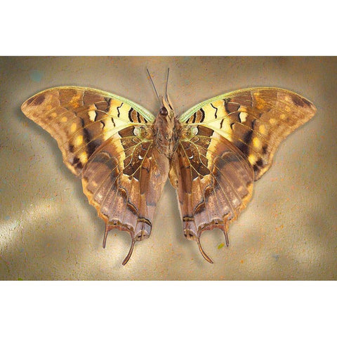 Madagascar Green Veined Charaxes White Modern Wood Framed Art Print by Reynolds, Richard