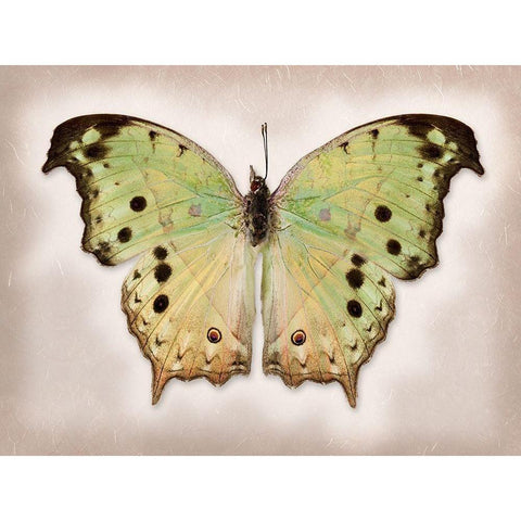 Forest Mother-Of-Pearl Gold Ornate Wood Framed Art Print with Double Matting by Reynolds, Richard
