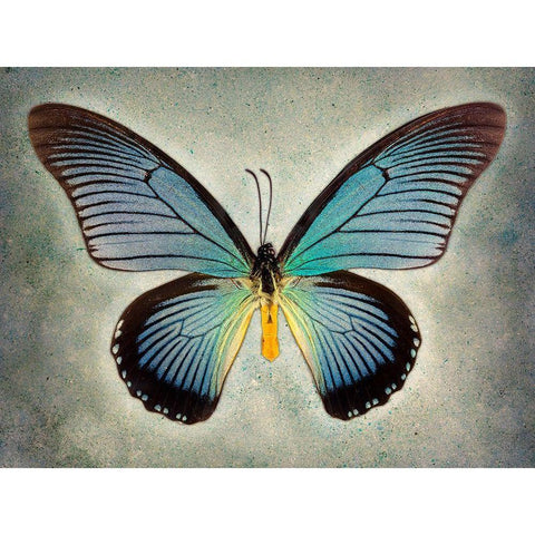 Great Blue Swallowtail White Modern Wood Framed Art Print by Reynolds, Richard
