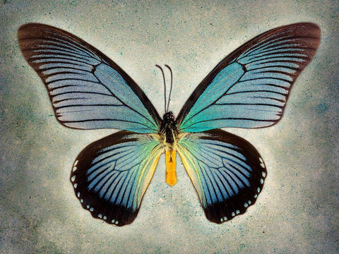 Great Blue Swallowtail Black Ornate Wood Framed Art Print with Double Matting by Reynolds, Richard
