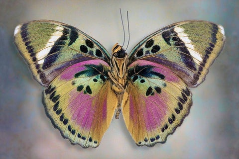 Common Pink Forester (Underside) Black Ornate Wood Framed Art Print with Double Matting by Reynolds, Richard