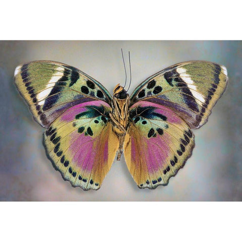Common Pink Forester (Underside) White Modern Wood Framed Art Print by Reynolds, Richard