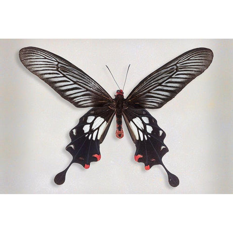 Common Clubtail Black Modern Wood Framed Art Print with Double Matting by Reynolds, Richard