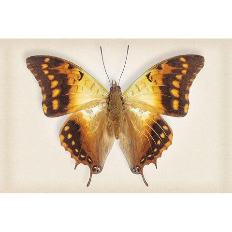 Green Veined Emperor Gold Ornate Wood Framed Art Print with Double Matting by Reynolds, Richard