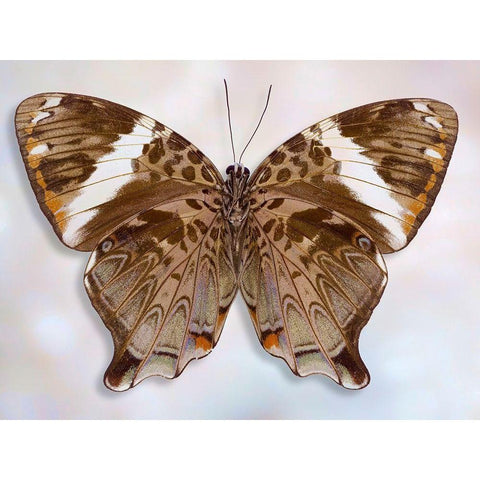 Prothoe Semperi Semperi Gold Ornate Wood Framed Art Print with Double Matting by Reynolds, Richard