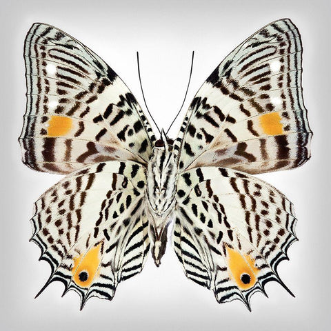 Clown Butterfly - Underside Black Ornate Wood Framed Art Print with Double Matting by Reynolds, Richard