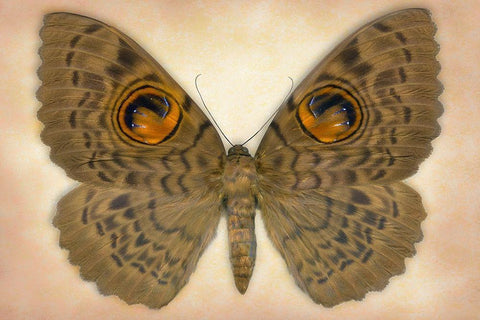 Owlet Moth Black Ornate Wood Framed Art Print with Double Matting by Reynolds, Richard